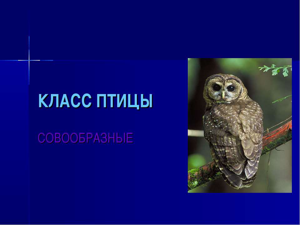 Класс Птицы. СОВООБРАЗНЫЕ  - Скачать презентации бесплатно | Читать или скачать учебники для школы онлайн бесплатно ☑ Школьные учебники school-textbook.com