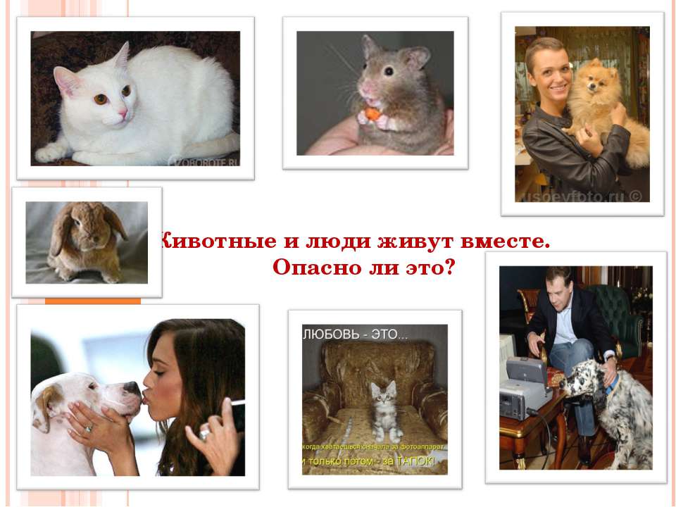 Животные и люди живут вместе. Опасно ли это? - Скачать презентации бесплатно ☑ Презентации по предметам на gdz-books.ru