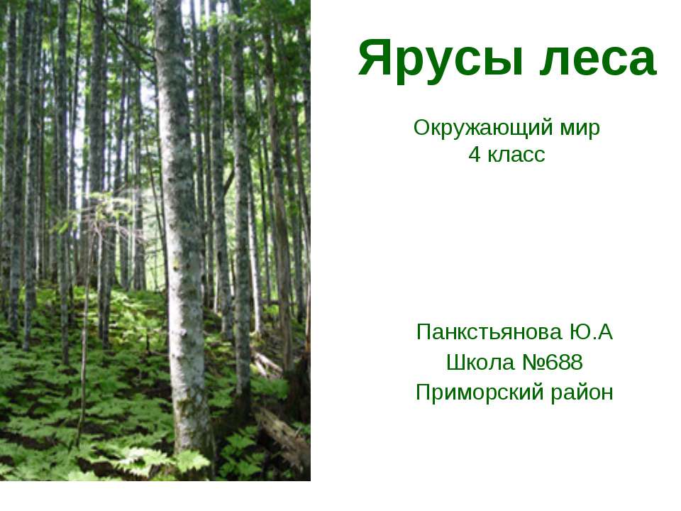 Ярусы леса (4 класс) - Скачать презентации бесплатно ☑ Презентации по предметам на gdz-books.ru