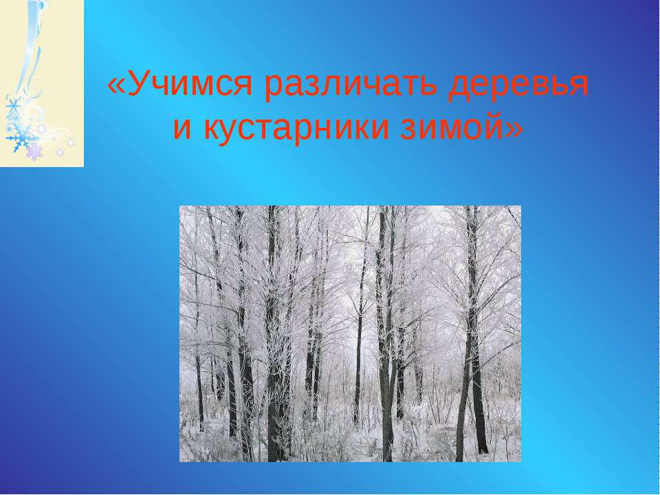Учимся различать деревья и кустарники зимой  - Скачать презентации бесплатно | Читать или скачать учебники для школы онлайн бесплатно ☑ Школьные учебники school-textbook.com