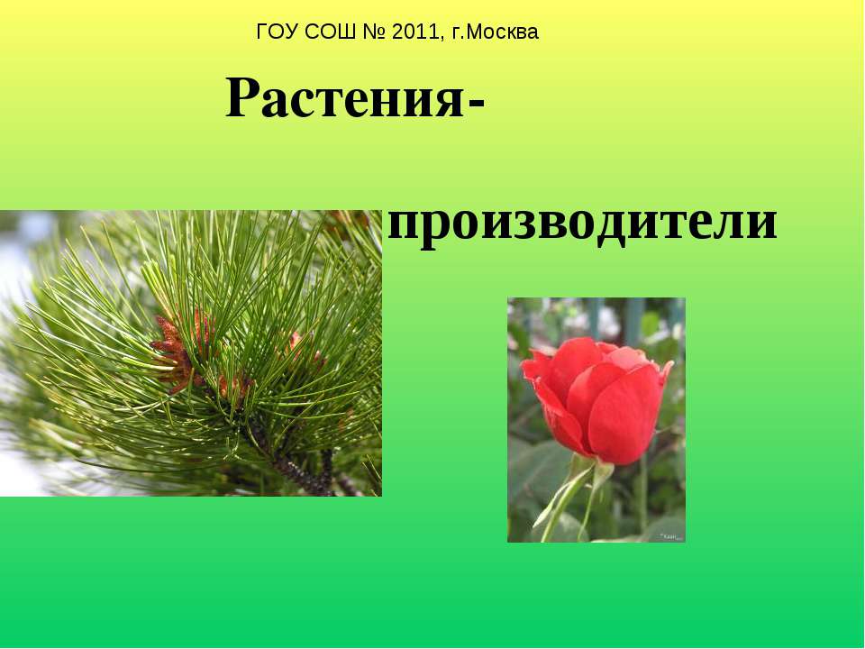 Растения-производители - Скачать презентации бесплатно ☑ Презентации по предметам на gdz-books.ru