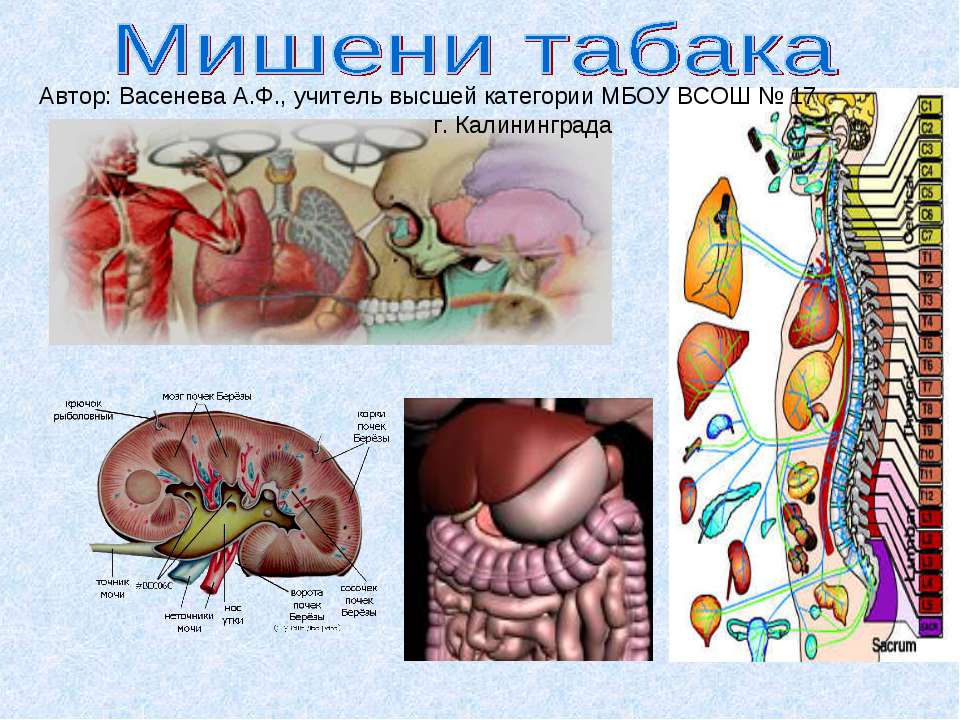 Мишени табака  - Скачать презентации бесплатно | Читать или скачать учебники для школы онлайн бесплатно ☑ Школьные учебники school-textbook.com