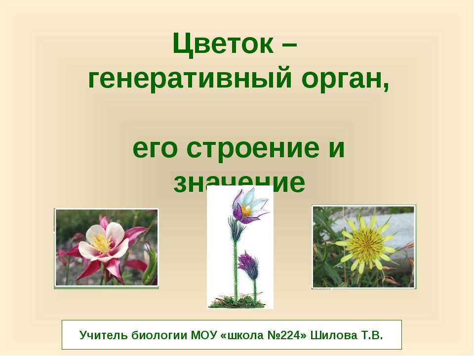 Цветок – генеративный орган, его строение и значение  - Скачать презентации бесплатно | Читать или скачать учебники для школы онлайн бесплатно ☑ Школьные учебники school-textbook.com