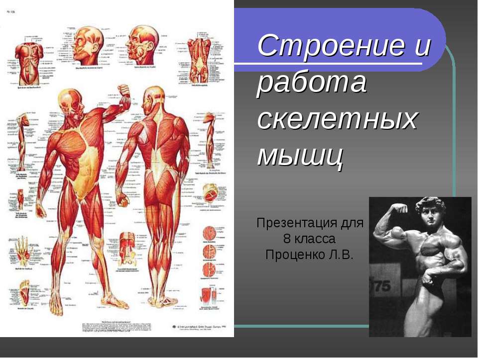 Строение и работа скелетных мышц - Скачать презентации бесплатно ☑ Презентации по предметам на gdz-books.ru