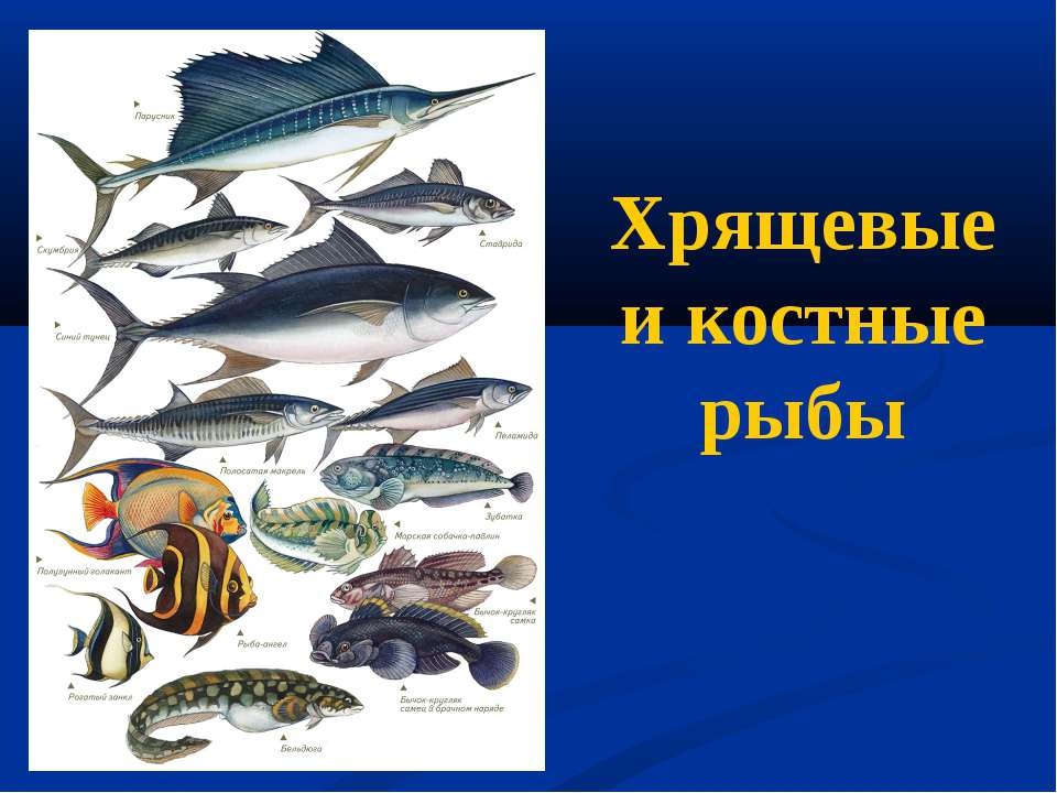 Хрящевые и костные рыбы - Скачать презентации бесплатно ☑ Презентации по предметам на gdz-books.ru