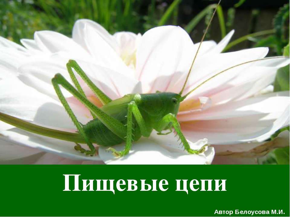 Пищевые цепи  - Скачать презентации бесплатно | Читать или скачать учебники для школы онлайн бесплатно ☑ Школьные учебники school-textbook.com