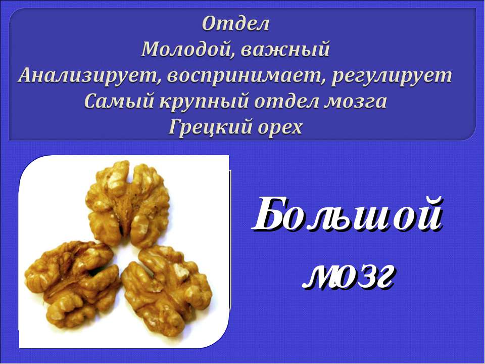 Большой мозг  - Скачать презентации бесплатно | Читать или скачать учебники для школы онлайн бесплатно ☑ Школьные учебники school-textbook.com