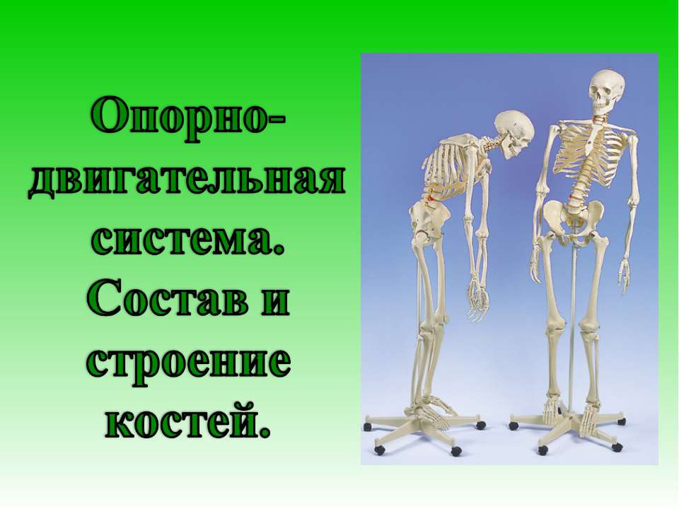 Опорно-двигательная система. Состав и строение костей  - Скачать презентации бесплатно | Читать или скачать учебники для школы онлайн бесплатно ☑ Школьные учебники school-textbook.com
