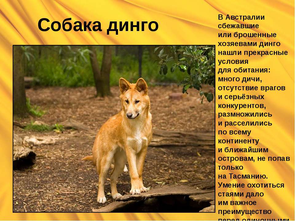 Собака динго - Скачать презентации бесплатно ☑ Презентации по предметам на gdz-books.ru
