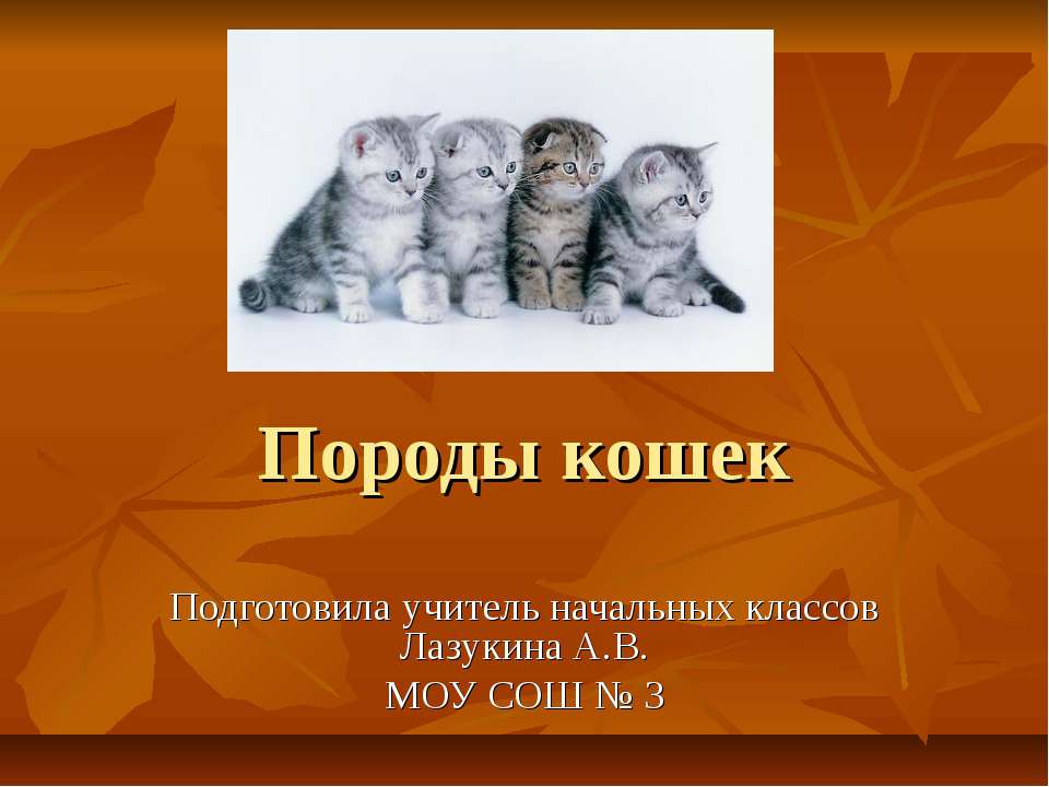 Породы кошек  - Скачать презентации бесплатно | Читать или скачать учебники для школы онлайн бесплатно ☑ Школьные учебники school-textbook.com