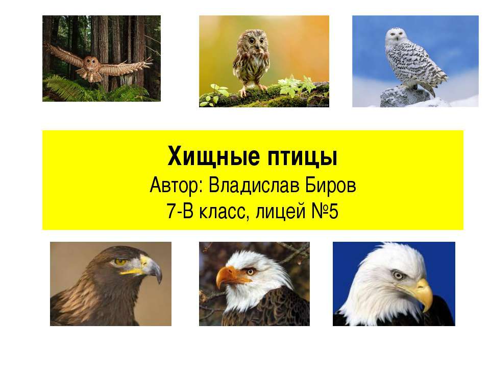 Хищные птицы 7 класс  - Скачать презентации бесплатно | Читать или скачать учебники для школы онлайн бесплатно ☑ Школьные учебники school-textbook.com