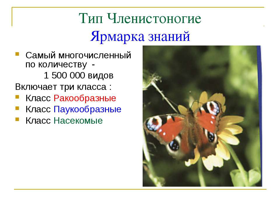 Тип Членистоногие Ярмарка знаний  - Скачать презентации бесплатно | Читать или скачать учебники для школы онлайн бесплатно ☑ Школьные учебники school-textbook.com