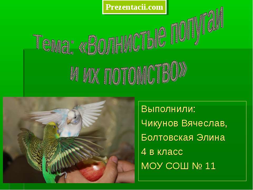Волнистые попугаи и их потомство  - Скачать презентации бесплатно | Читать или скачать учебники для школы онлайн бесплатно ☑ Школьные учебники school-textbook.com
