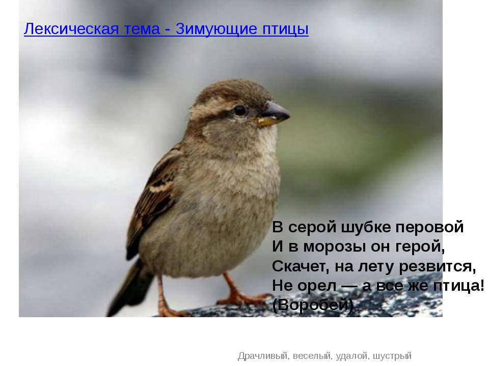 Лексическая тема - Зимующие птицы  - Скачать презентации бесплатно | Читать или скачать учебники для школы онлайн бесплатно ☑ Школьные учебники school-textbook.com