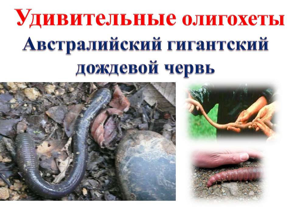 Удивительные олигохеты Австралийский гигантский дождевой червь  - Скачать презентации бесплатно | Читать или скачать учебники для школы онлайн бесплатно ☑ Школьные учебники school-textbook.com