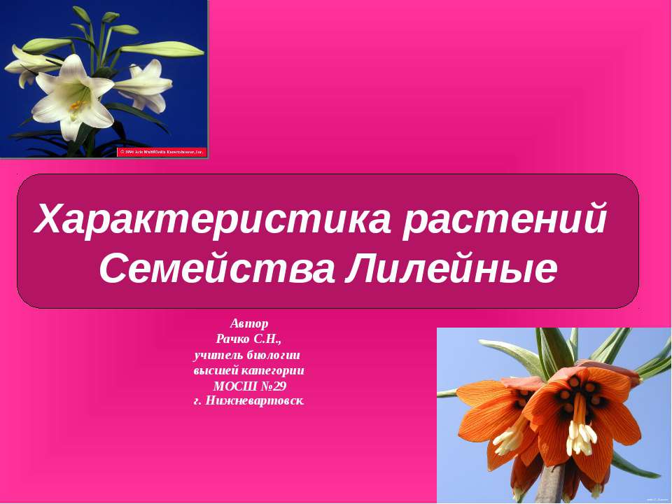 Характеристика растений. Семейства Лилейные  - Скачать презентации бесплатно | Читать или скачать учебники для школы онлайн бесплатно ☑ Школьные учебники school-textbook.com