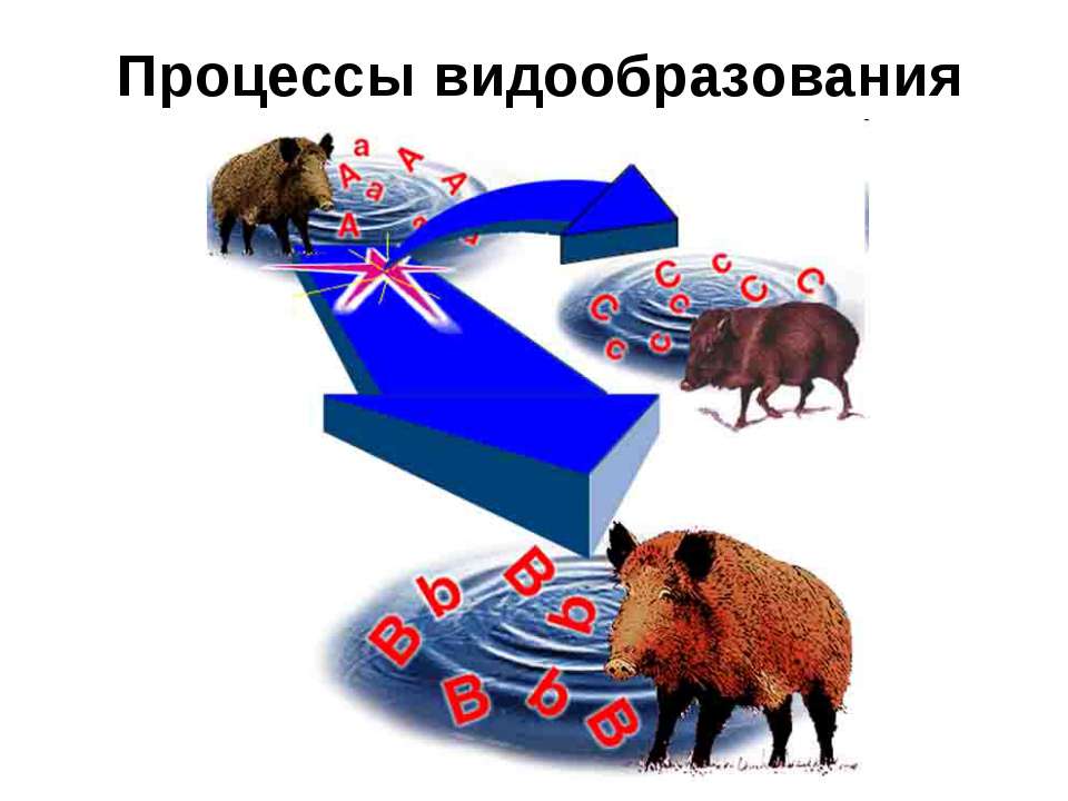 Процессы видообразования - Скачать презентации бесплатно ☑ Презентации по предметам на gdz-books.ru