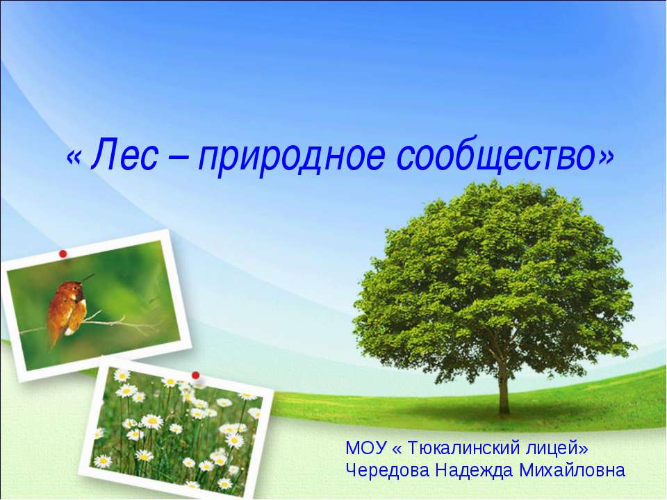 Лес – природное сообщество - Скачать презентации бесплатно ☑ Презентации по предметам на gdz-books.ru