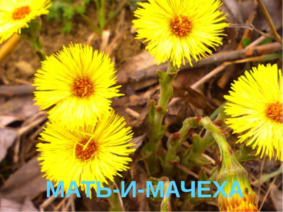 Мать-и-мачеха - Скачать презентации бесплатно ☑ Презентации по предметам на gdz-books.ru