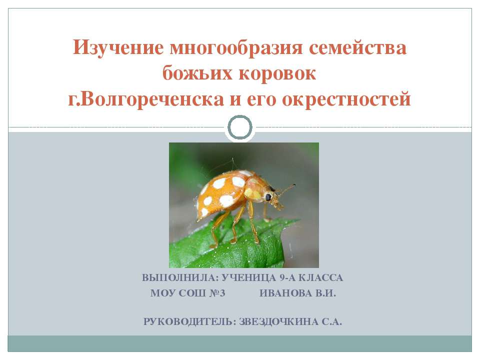 Изучение многообразия семейства божьих коровок г.Волгореченска и его окрестностей - Скачать презентации бесплатно ☑ Презентации по предметам на gdz-books.ru