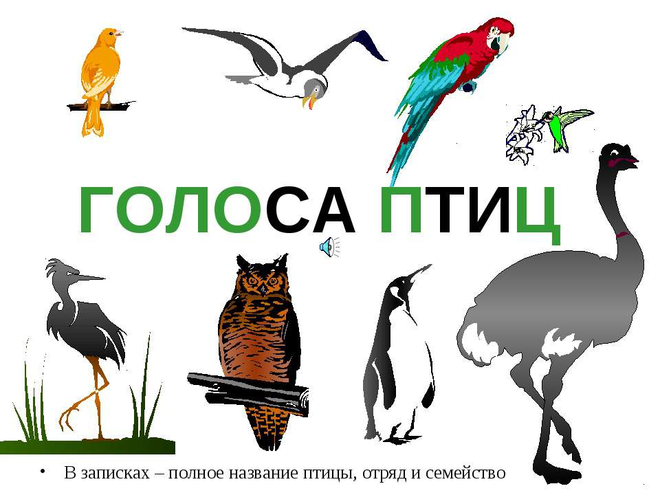 Голоса птиц  - Скачать презентации бесплатно | Читать или скачать учебники для школы онлайн бесплатно ☑ Школьные учебники school-textbook.com