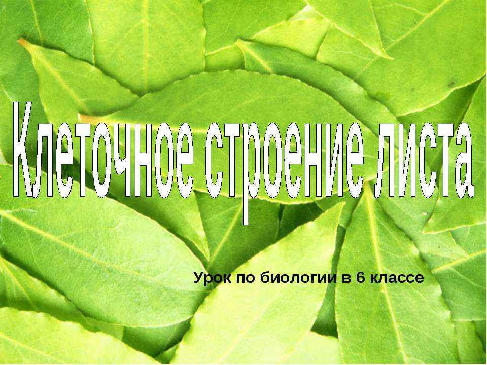 Клеточное строение листа 6 класс - Скачать презентации бесплатно ☑ Презентации по предметам на gdz-books.ru