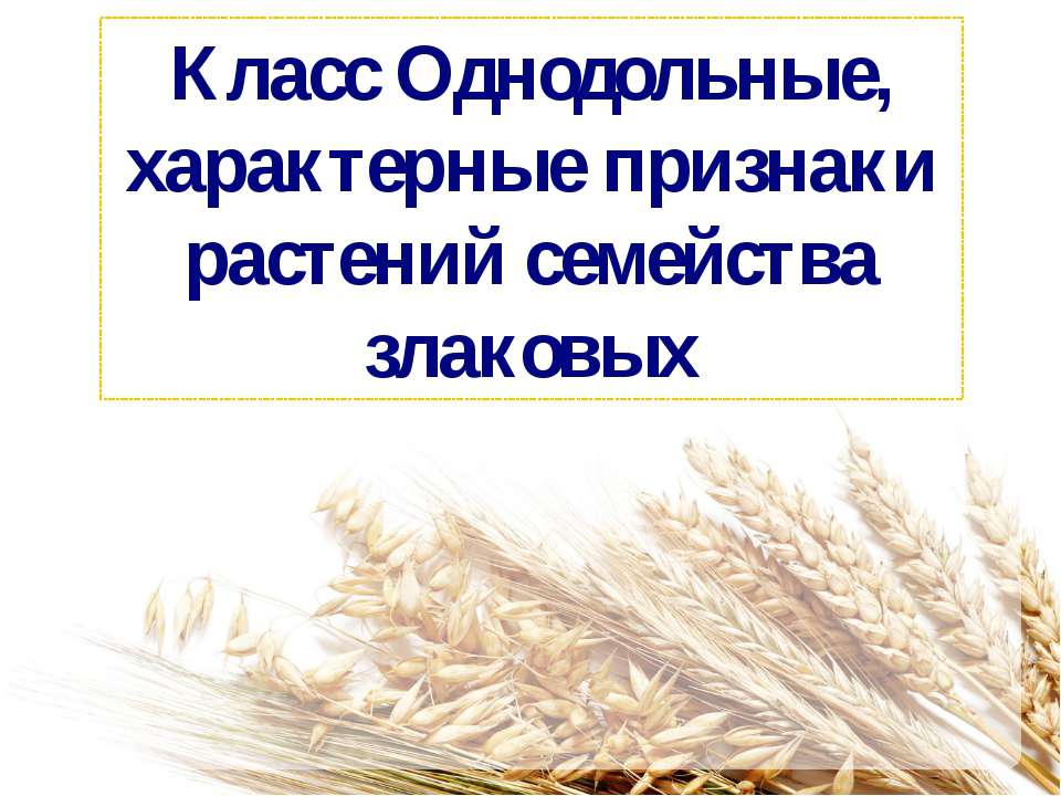 Класс Однодольные, характерные признаки растений семейства злаковых  - Скачать презентации бесплатно | Читать или скачать учебники для школы онлайн бесплатно ☑ Школьные учебники school-textbook.com