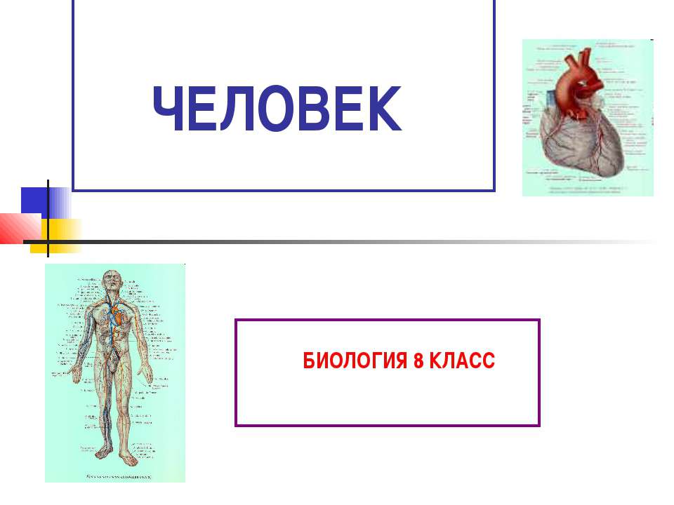 Человек (8 класс) - Скачать презентации бесплатно ☑ Презентации по предметам на gdz-books.ru