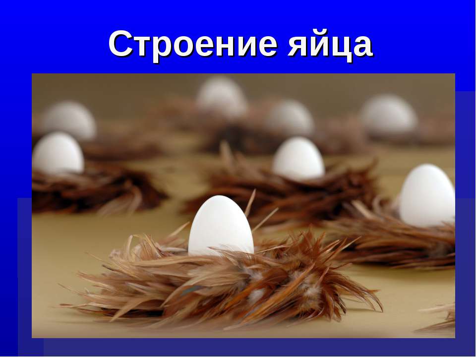 Строение яйца - Скачать презентации бесплатно ☑ Презентации по предметам на gdz-books.ru