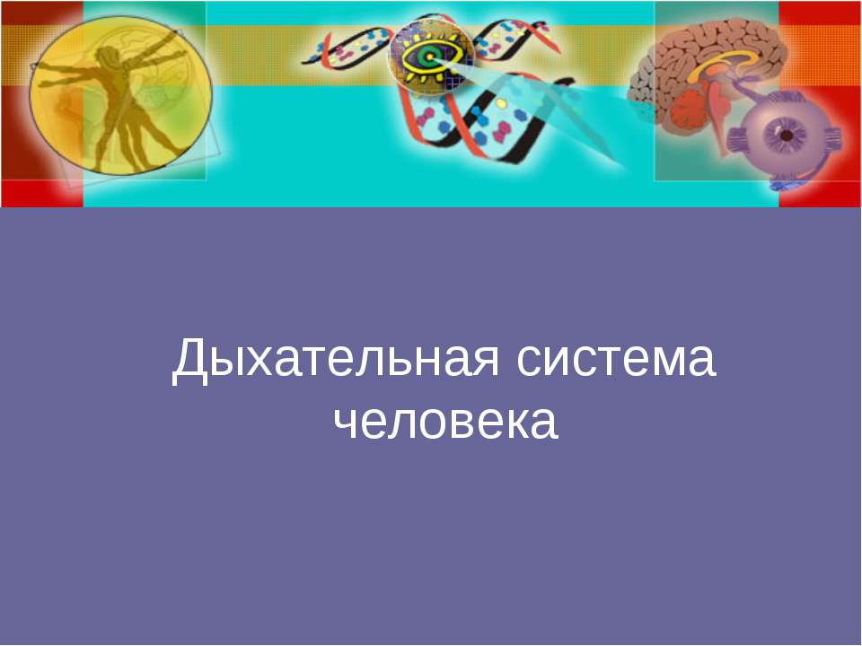Дыхательная система человека  - Скачать презентации бесплатно | Читать или скачать учебники для школы онлайн бесплатно ☑ Школьные учебники school-textbook.com