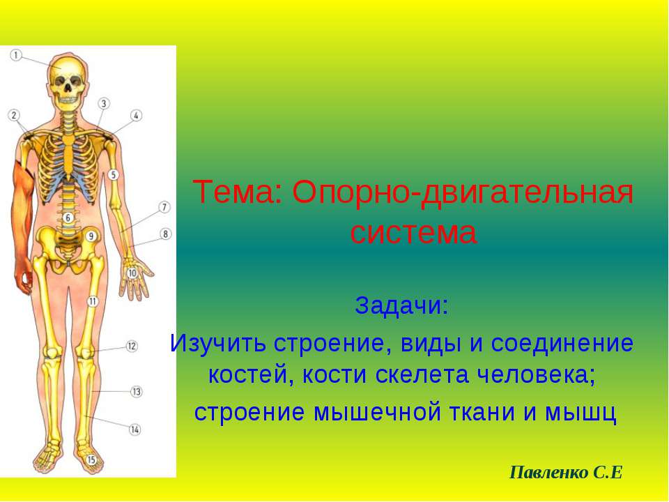 Опорно-двигательная система  - Скачать презентации бесплатно | Читать или скачать учебники для школы онлайн бесплатно ☑ Школьные учебники school-textbook.com