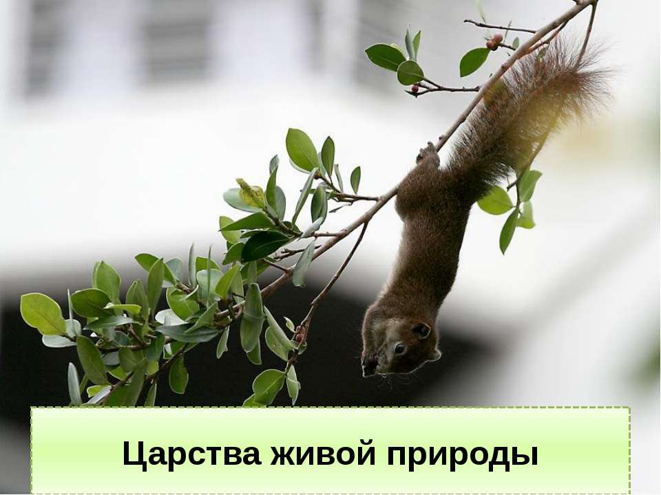 Царства живой природы - Скачать презентации бесплатно ☑ Презентации по предметам на gdz-books.ru