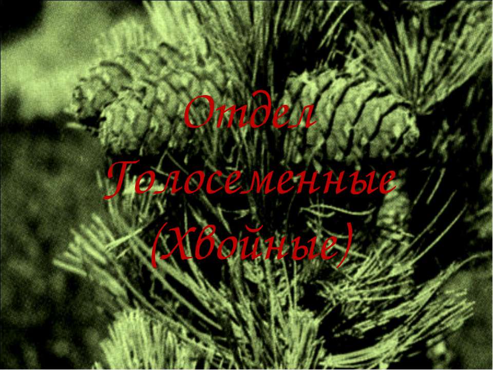 Отдел Голосеменные (Хвойные)  - Скачать презентации бесплатно | Читать или скачать учебники для школы онлайн бесплатно ☑ Школьные учебники school-textbook.com