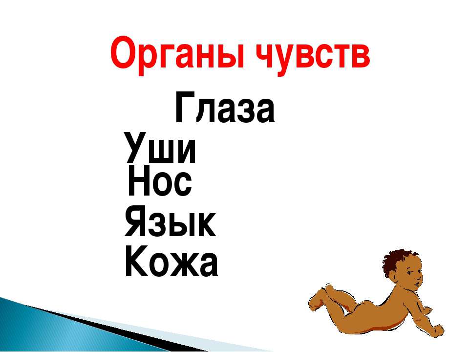 Органы чувств Глаза Уши Нос Язык Кожа  - Скачать презентации бесплатно | Читать или скачать учебники для школы онлайн бесплатно ☑ Школьные учебники school-textbook.com