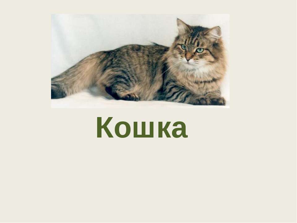 Кошка - Скачать презентации бесплатно ☑ Презентации по предметам на gdz-books.ru