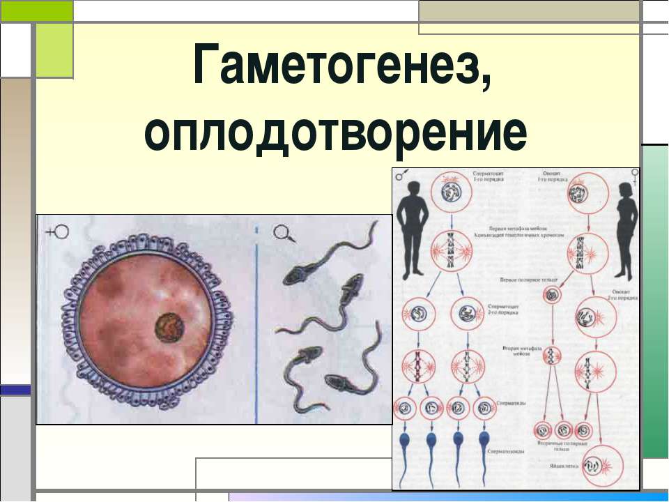 Гаметогенез, оплодотворение  - Скачать презентации бесплатно | Читать или скачать учебники для школы онлайн бесплатно ☑ Школьные учебники school-textbook.com