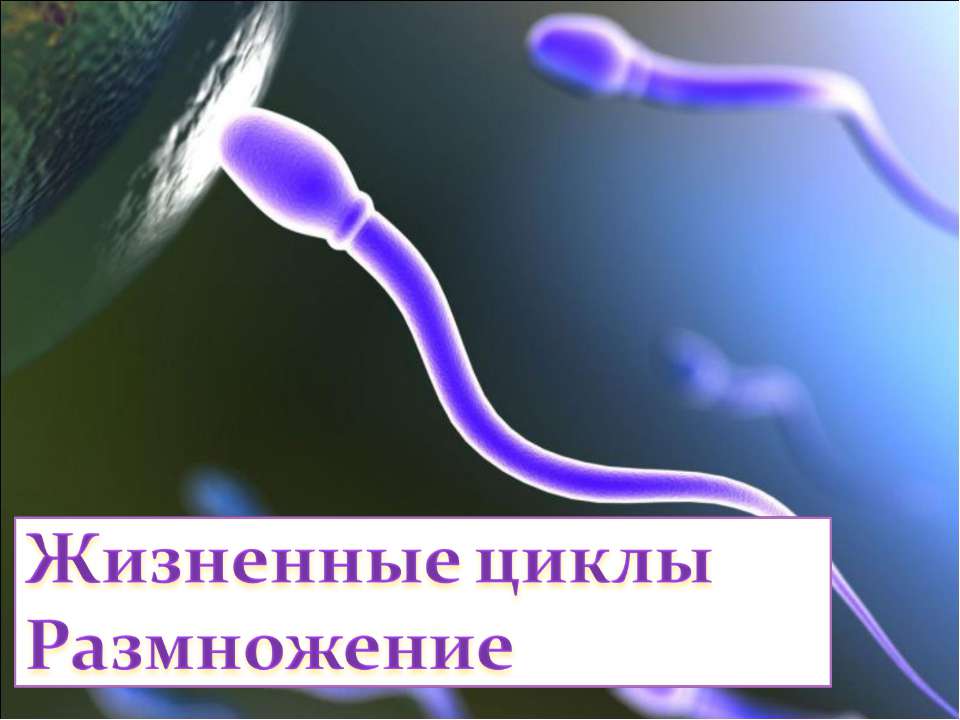 Жизненные циклы Размножение  - Скачать презентации бесплатно | Читать или скачать учебники для школы онлайн бесплатно ☑ Школьные учебники school-textbook.com