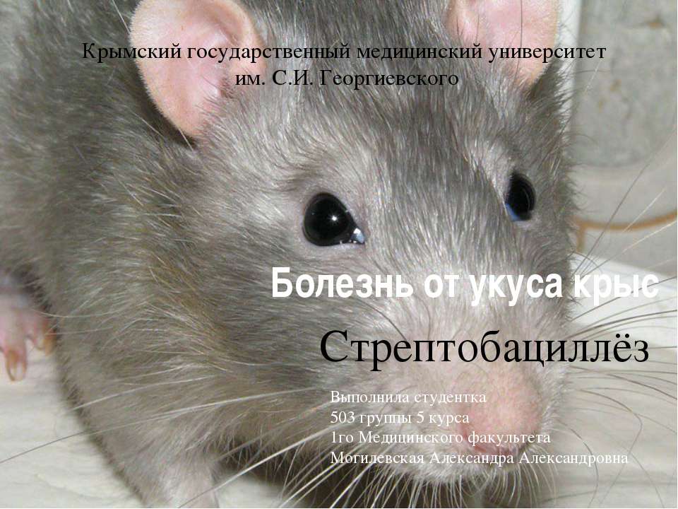 Болезнь от укуса крыс. Стрептобациллёз - Скачать презентации бесплатно ☑ Презентации по предметам на gdz-books.ru