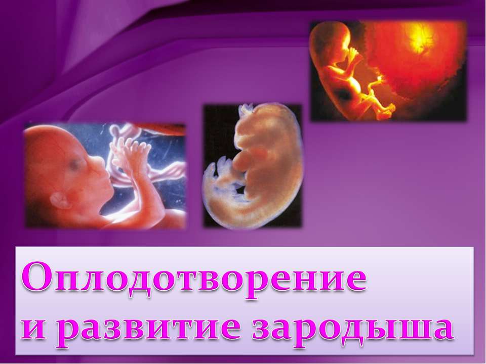 Оплодотворение и развитие зародыша  - Скачать презентации бесплатно | Читать или скачать учебники для школы онлайн бесплатно ☑ Школьные учебники school-textbook.com