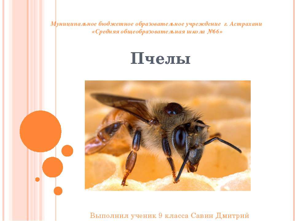 Ориентация пчёл во времени и пространстве  - Скачать презентации бесплатно | Читать или скачать учебники для школы онлайн бесплатно ☑ Школьные учебники school-textbook.com