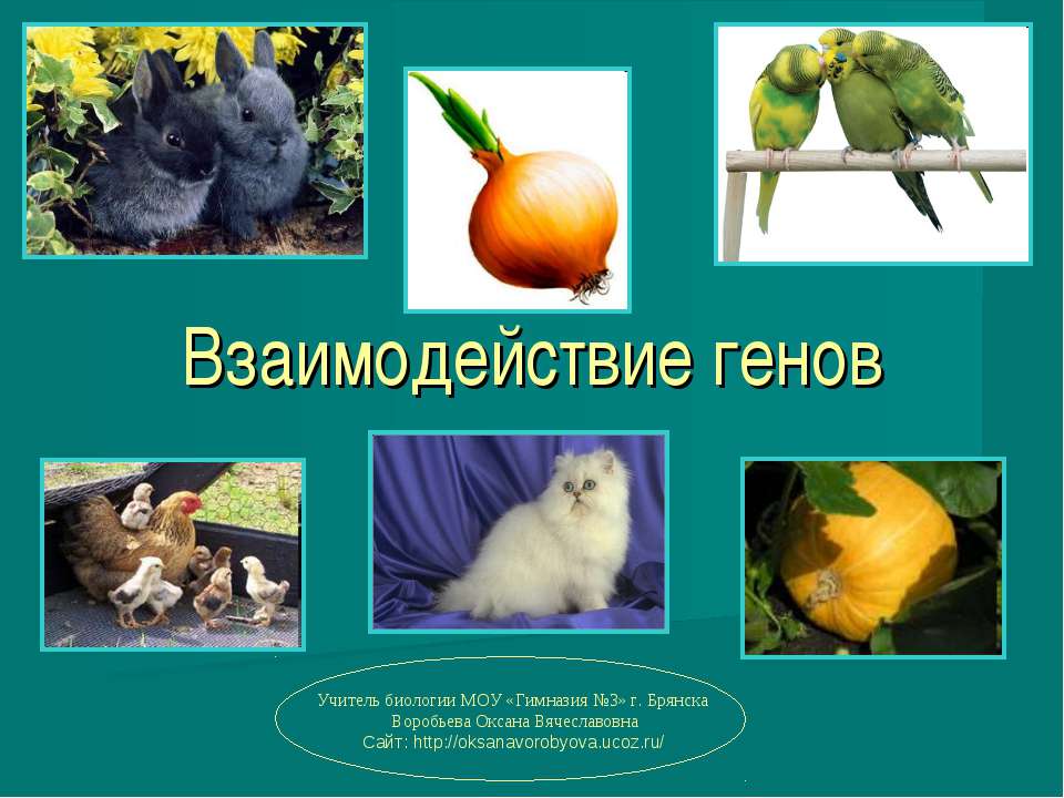 Взаимодействие генов  - Скачать презентации бесплатно | Читать или скачать учебники для школы онлайн бесплатно ☑ Школьные учебники school-textbook.com
