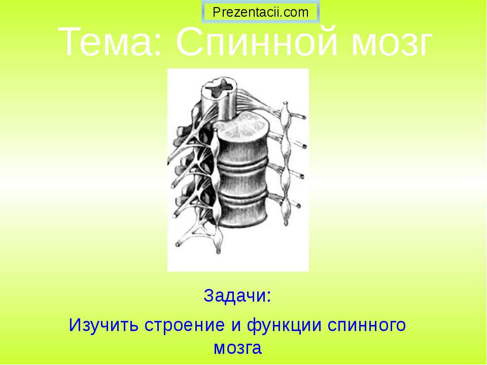 Спинной мозг  - Скачать презентации бесплатно | Читать или скачать учебники для школы онлайн бесплатно ☑ Школьные учебники school-textbook.com