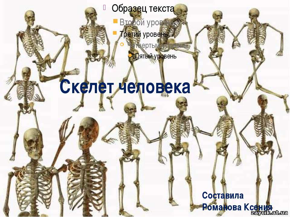 скелет человека  - Скачать презентации бесплатно | Читать или скачать учебники для школы онлайн бесплатно ☑ Школьные учебники school-textbook.com
