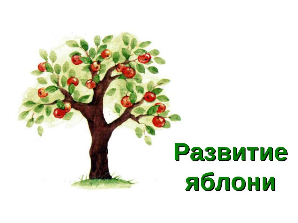 Развитие яблони - Скачать презентации бесплатно ☑ Презентации по предметам на gdz-books.ru