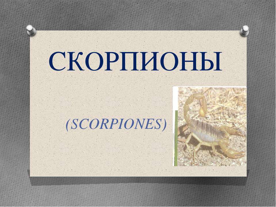 Скорпионы - Скачать презентации бесплатно ☑ Презентации по предметам на gdz-books.ru