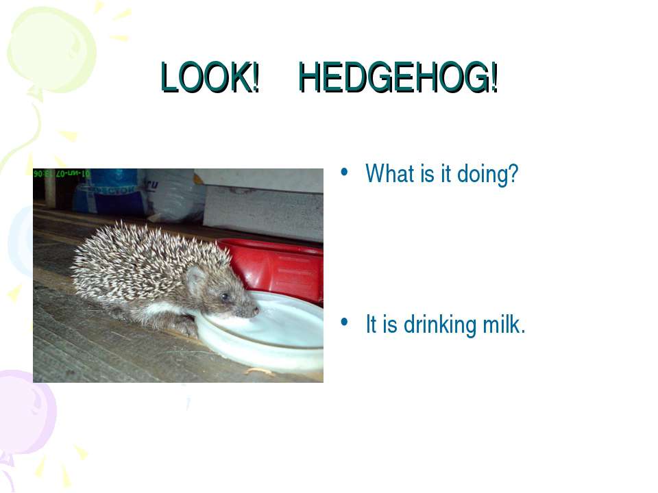 Look! Hedgehog! - Скачать презентации бесплатно ☑ Презентации по предметам на gdz-books.ru