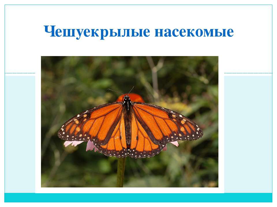 Чешуекрылые насекомые  - Скачать презентации бесплатно | Читать или скачать учебники для школы онлайн бесплатно ☑ Школьные учебники school-textbook.com