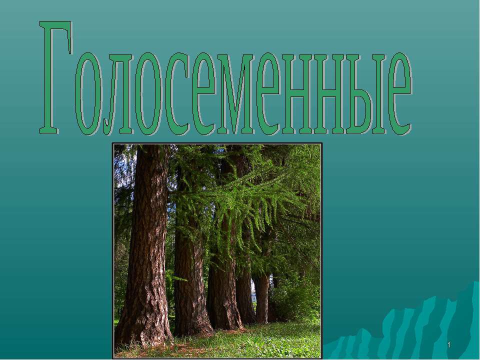 Голосеменные - Скачать презентации бесплатно ☑ Презентации по предметам на gdz-books.ru