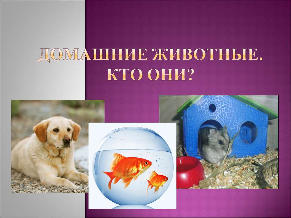 Домашние животные. Кто они?  - Скачать презентации бесплатно | Читать или скачать учебники для школы онлайн бесплатно ☑ Школьные учебники school-textbook.com