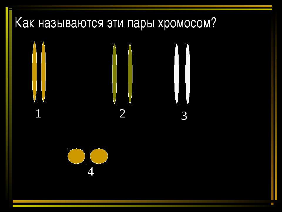 Как называются эти пары хромосом?  - Скачать презентации бесплатно | Читать или скачать учебники для школы онлайн бесплатно ☑ Школьные учебники school-textbook.com